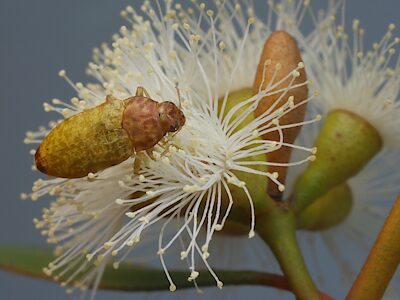 Castiarina crockerae, PL3564, male, on Eucalyptus leptophylla, EP